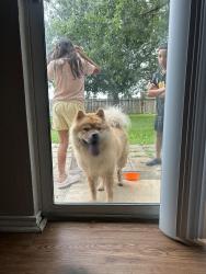 Found/Stray Unknown Dog last seen Wildhorse, San Antonio, TX 78254