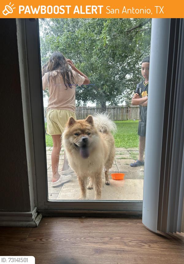 Found/Stray Unknown Dog last seen Wildhorse, San Antonio, TX 78254