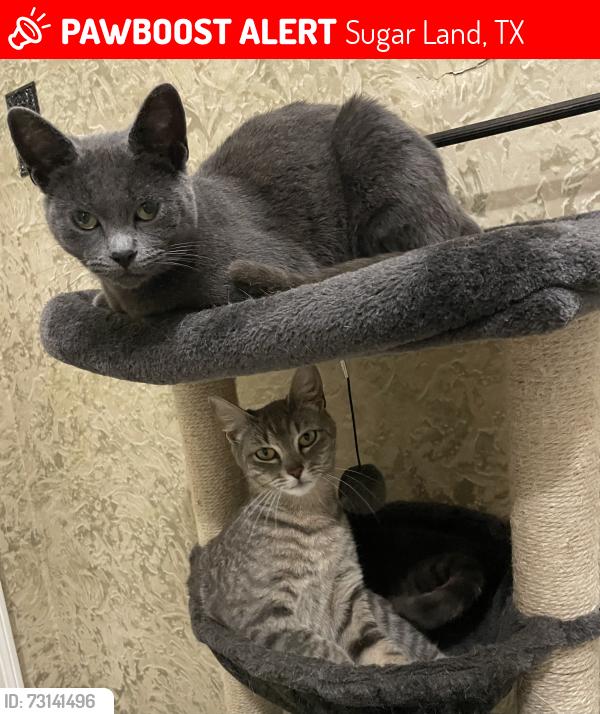 Lost Female Cat last seen Venetian ests, Sugar Land, TX 77478