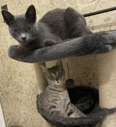 Lost Female Cat last seen Venetian ests, Sugar Land, TX 77478