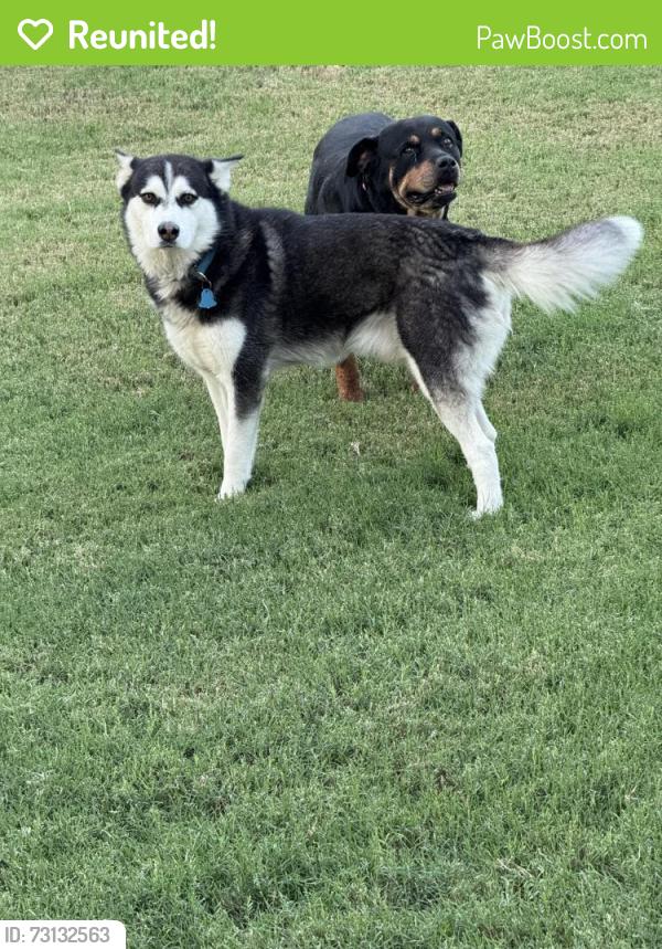 Reunited Male Dog last seen Charlotte st, San Antonio, TX 78225
