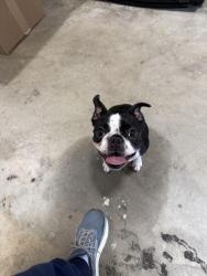 Found/Stray Female Dog last seen Cranbeck Terr and Cranbeck rd, Bon Air, VA 23235