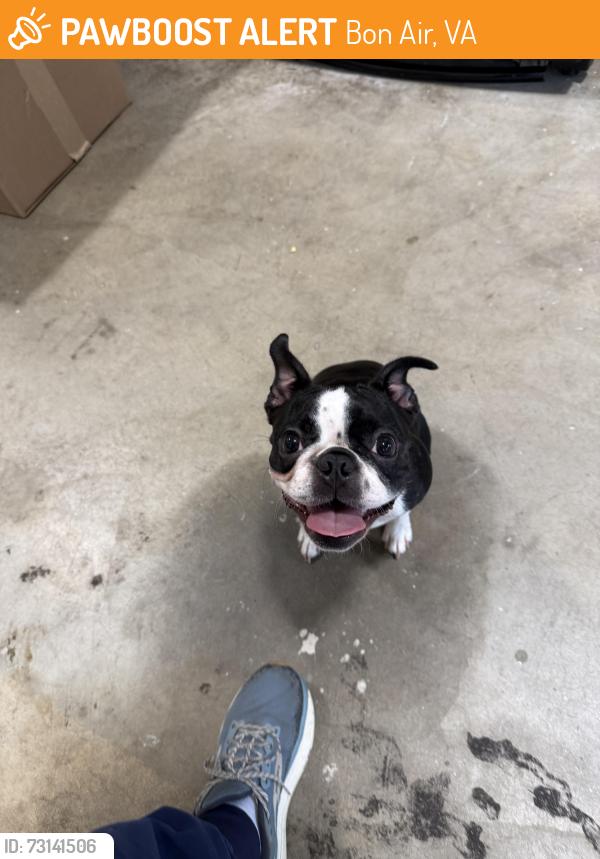 Found/Stray Female Dog last seen Cranbeck Terr and Cranbeck rd, Bon Air, VA 23235