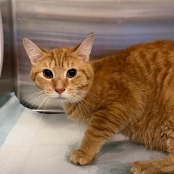 Shelter Stray Male Cat last seen , 980 Guilford College Rd, Greensboro, NC 27409, USA