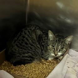 Shelter Stray Female Cat last seen , 4500 N Access Rd, Chattanooga, TN 37415, USA