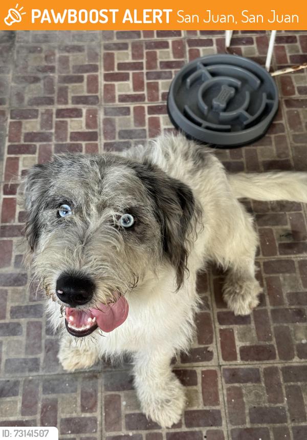Found/Stray Male Dog last seen Entr Ponce de Leon y Fernandez Juncos, San Juan, San Juan 00907