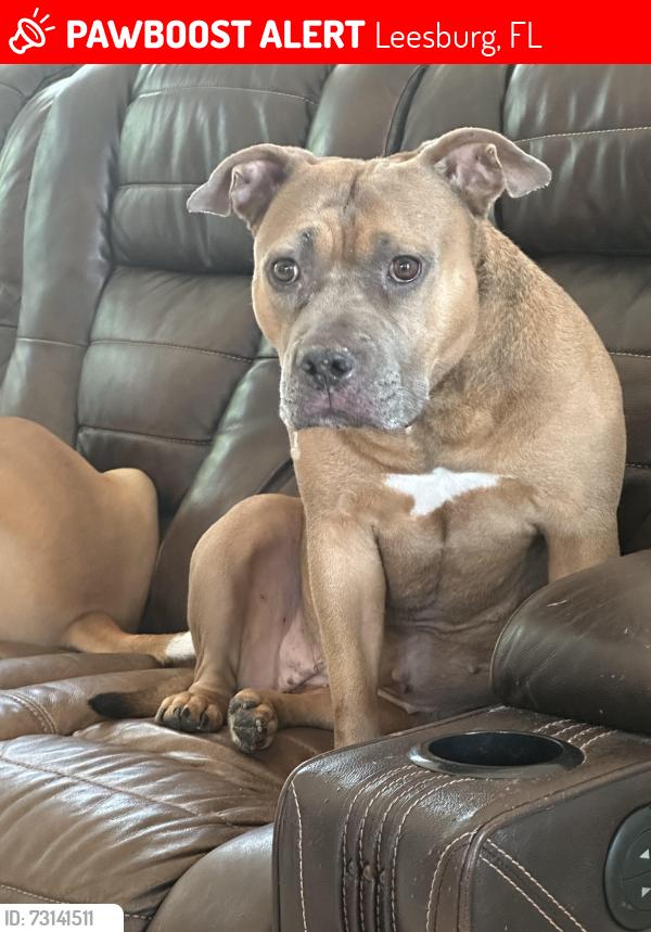Lost Female Dog last seen Lake dr and 473, Leesburg, FL 34788