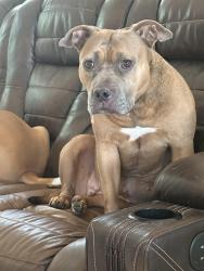 Lost Female Dog last seen Lake dr and 473, Leesburg, FL 34788