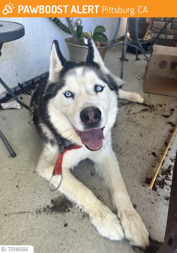 Found/Stray Male Dog last seen Meddows Ave, Pittsburg, CA 94565