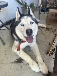 Found/Stray Male Dog last seen Meddows Ave, Pittsburg, CA 94565