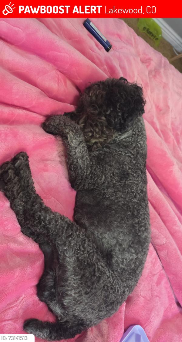 Lost Male Dog last seen 13th and benton, Lakewood, CO 80214