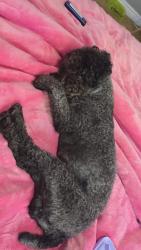 Lost Male Dog last seen 13th and benton, Lakewood, CO 80214
