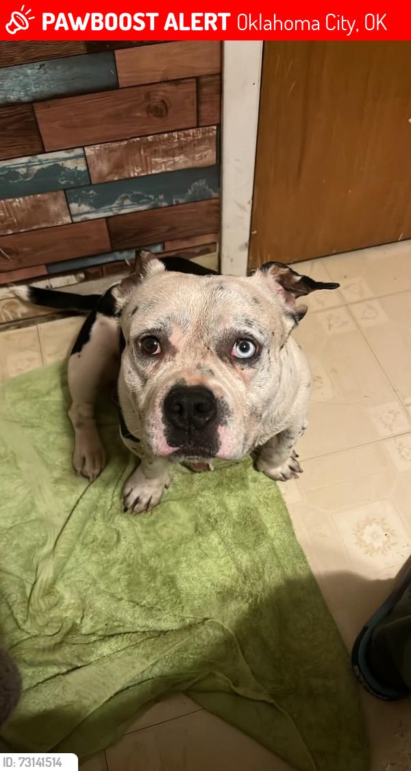 Lost Male Dog last seen Western and 89th st, Oklahoma City, OK 73139