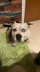 Lost Male Dog last seen Western and 89th st, Oklahoma City, OK 73139