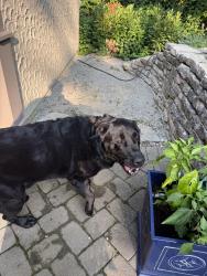 Found/Stray Male Dog last seen Hardisty, Cincinnati, OH 45208