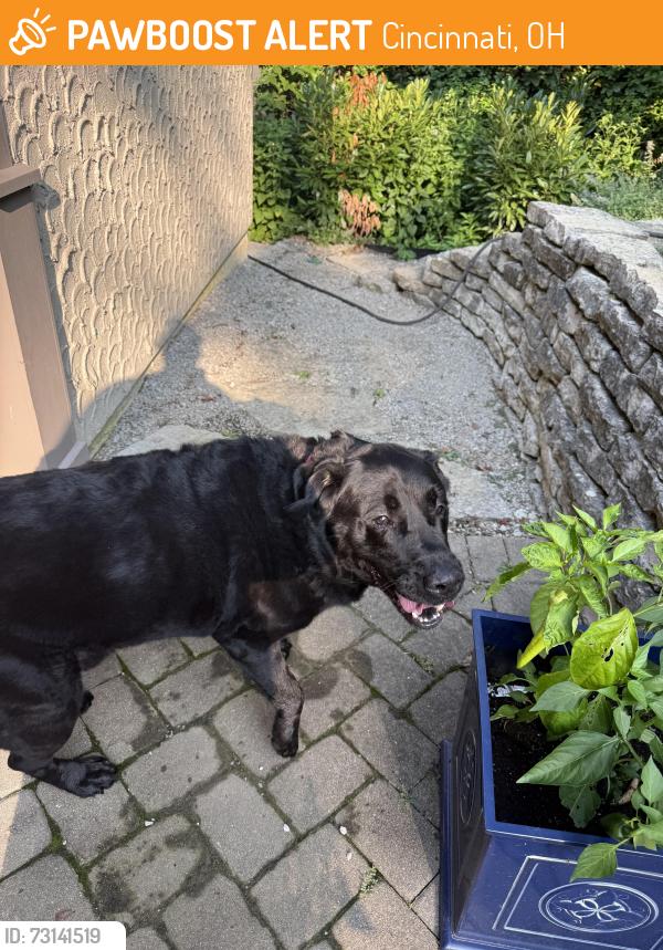 Found/Stray Male Dog last seen Hardisty, Cincinnati, OH 45208