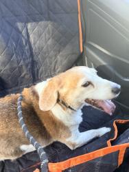 Found/Stray Male Dog last seen Palmer and Hampton. Lake Como., Orlando, FL 32801