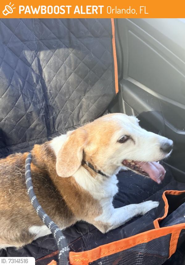 Found/Stray Male Dog last seen Palmer and Hampton. Lake Como., Orlando, FL 32801