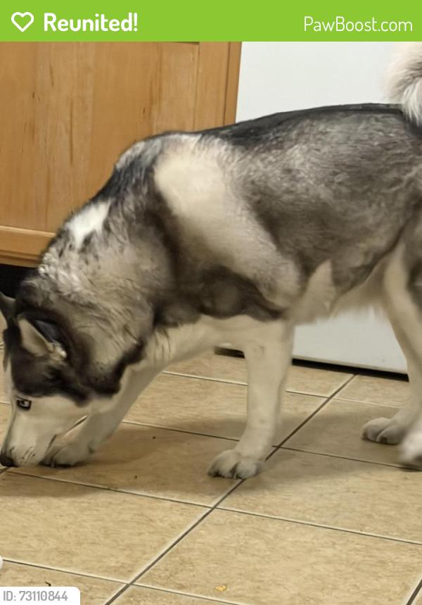 Reunited Female Dog last seen Russell and Boulder, Whitney, NV 89122