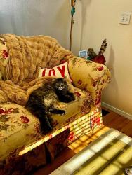 Reunited Female Cat last seen Wagon trails neighborhood Bridfle Pass and Austin Bluffs, Colorado Springs, CO 80923