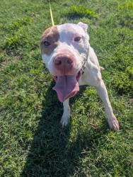 Found/Stray Male Dog last seen center St Lexington NC, Lexington, NC 27292
