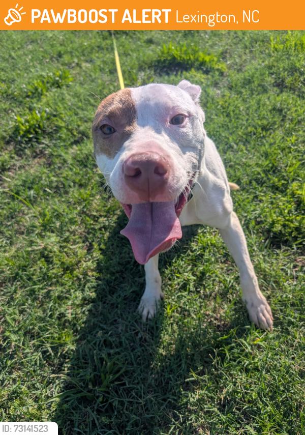 Found/Stray Male Dog last seen center St Lexington NC, Lexington, NC 27292