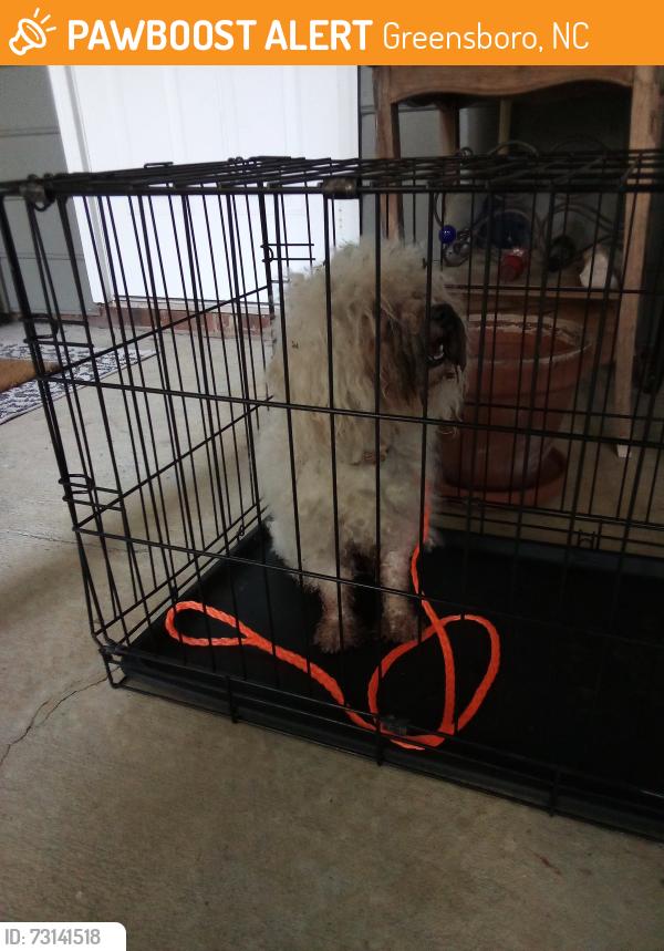 Found/Stray Unknown Dog last seen Thicket neighborhood between Shelby Dr and Meadowood rd, Greensboro, NC 27409