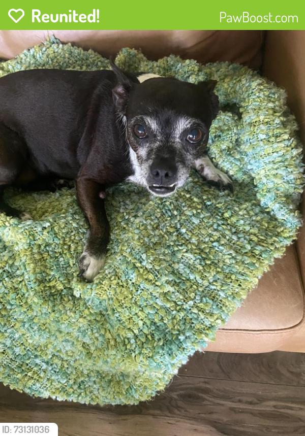 Reunited Female Dog last seen Buncombe Rd, Shreveport, LA 71129