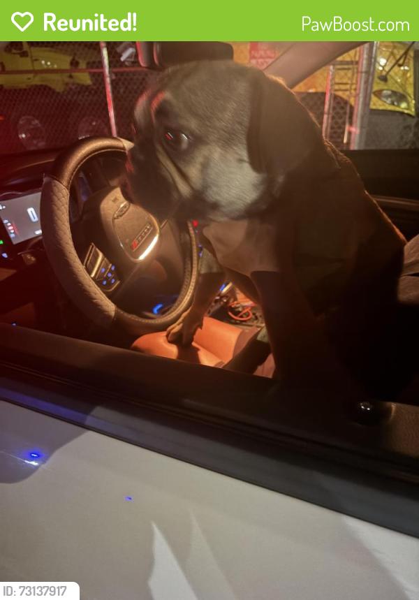 Reunited Female Dog last seen Beech ave and valley blvd, Fontana, CA 92335