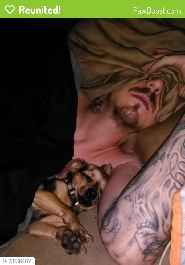 Reunited Female Dog last seen Near S Ogden Ave, Columbus, OH 43204, USA, Columbus, OH 43204