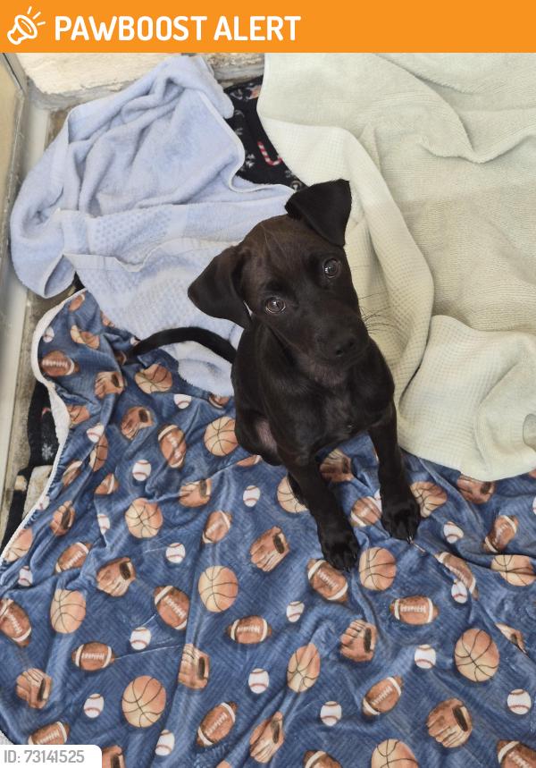 Found/Stray Male Dog last seen Old Thomasville rd highpoint nc., Old Thomasville Rd, NC 27260