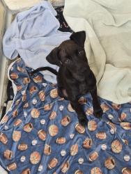 Found/Stray Male Dog last seen Old Thomasville rd highpoint nc., Old Thomasville Rd, NC 27260