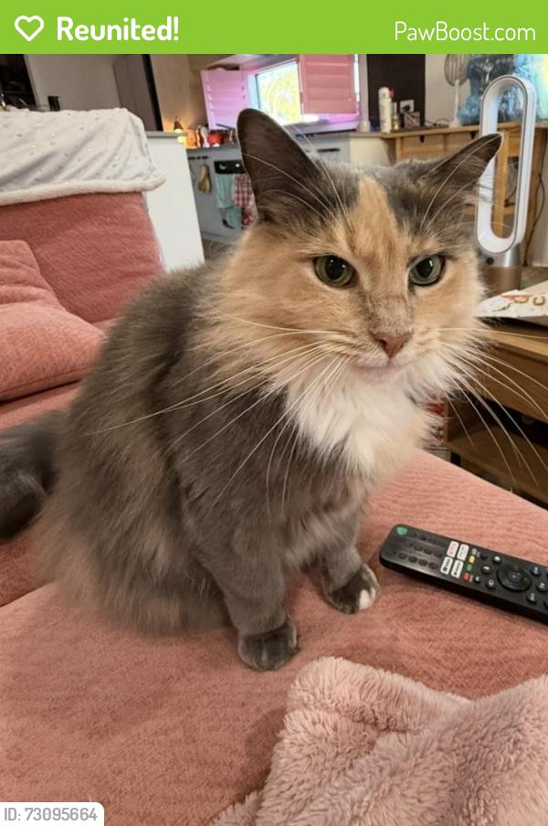 Reunited Female Cat last seen Olive Rd Sport Centre, Eumemmerring, VIC 3177