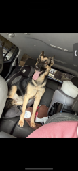 Reunited Female Dog last seen Braiden Manor Rd, Columbia, SC 29209, USA, Columbia, SC 29209