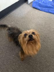 Reunited Male Dog last seen Old town Burleson, Burleson, TX 76028