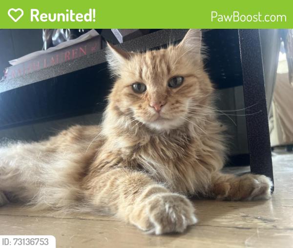 Reunited Male Cat last seen Cook and Illiff, Denver, CO 80210