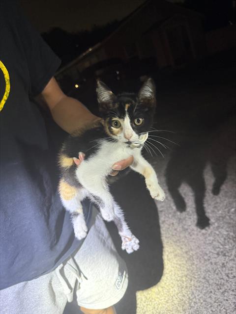 Shelter Stray Female Cat last seen W FORMOSA, 4710 TX-151, San Antonio, TX 78227, USA