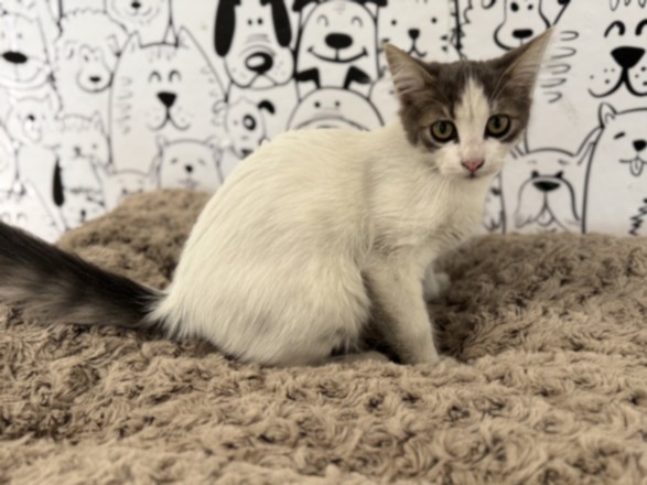 Shelter Stray Female Cat last seen , 957 N Gaffey St, San Pedro, CA 90731, USA