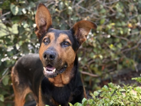 Shelter Stray Male Dog last seen , 957 N Gaffey St, San Pedro, CA 90731, USA