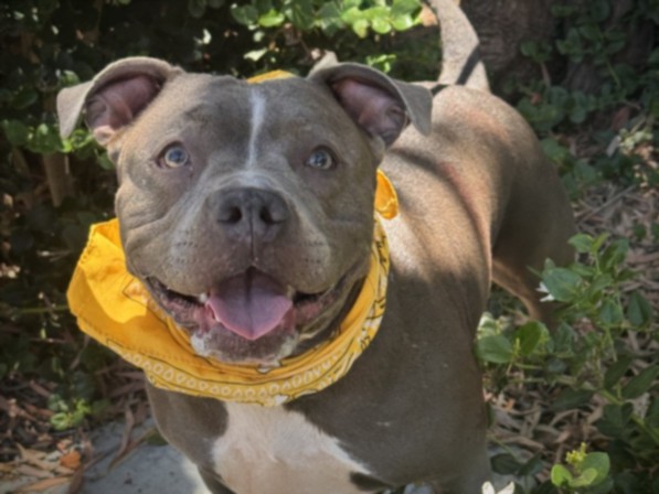Shelter Stray Female Dog last seen , 957 N Gaffey St, San Pedro, CA 90731, USA