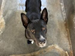 Shelter Stray Male Dog last seen , 957 N Gaffey St, San Pedro, CA 90731, USA