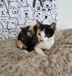 Shelter Stray Female Cat last seen , 957 N Gaffey St, San Pedro, CA 90731, USA