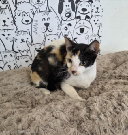Shelter Stray Female Cat last seen , 957 N Gaffey St, San Pedro, CA 90731, USA