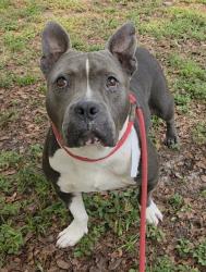 Shelter Stray Female Dog last seen Near BLOCK SW 43 TER, DEERFIELD BEACH FL 33442, 2400 SW 42nd St, Fort Lauderdale, FL 33312, USA