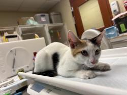 Shelter Stray Female Cat last seen Near BLOCK N 107TH ST, 3839 W Burnham St, West Milwaukee, WI 53215, USA