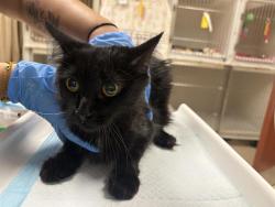 Shelter Stray Female Cat last seen Near BLOCK W HAMPTON AVE, 3839 W Burnham St, West Milwaukee, WI 53215, USA