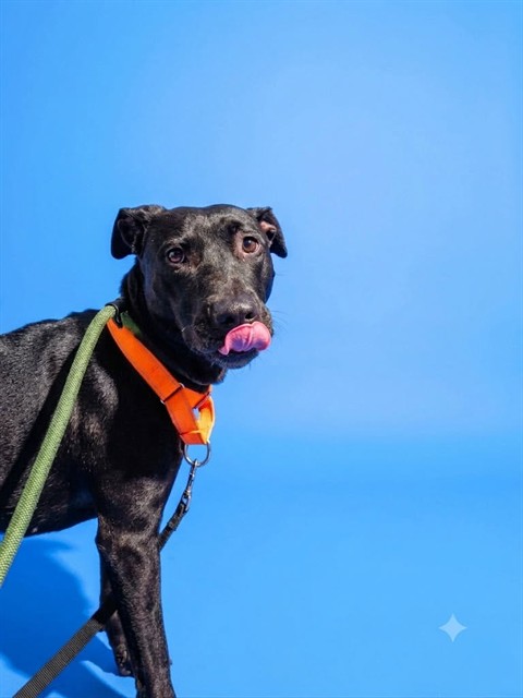 Shelter Stray Female Dog last seen Near BLOCK KING ST, 2020 Forest St, Jacksonville, FL 32204, USA