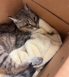 Shelter Stray Unknown Cat last seen GENEVA X MISSION, 1419 Bryant St, San Francisco, CA 94103, USA
