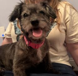 Found/Stray Female Dog last seen Appalachian Rd, Gadsden, AL 35902