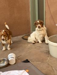 Found/Stray Male Dog last seen The Merc, Placitas, NM 87043